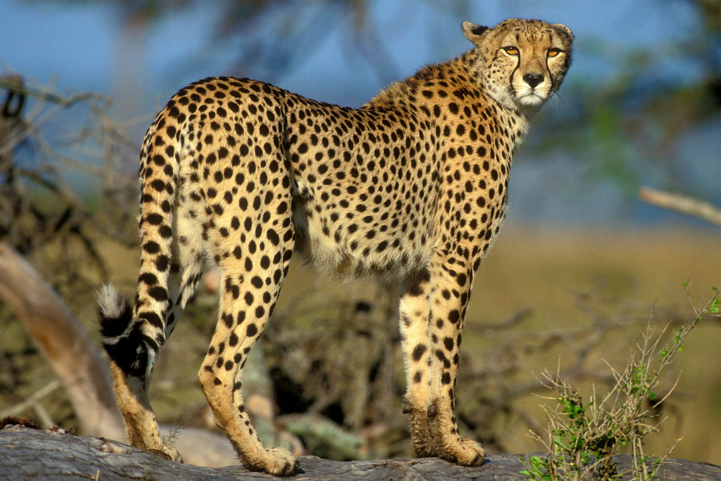 India reintroduces cheetahs to the wild after 70 years - Lonely Planet